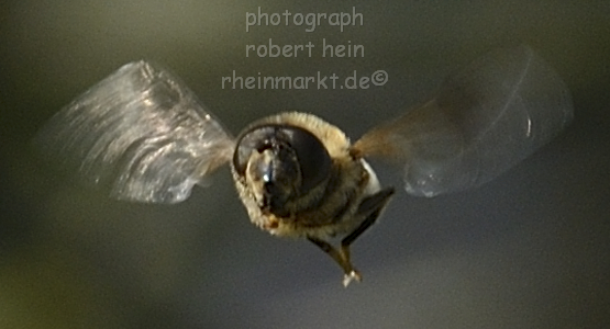 Bob_0043t