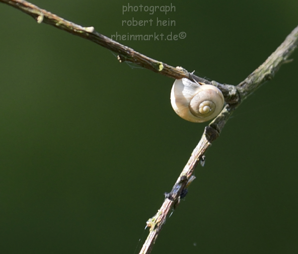 Bob_0069t